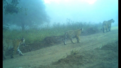 Ten cubs have been born in the reserve this year. (Sourced/Representative)