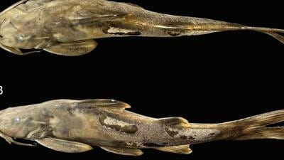 The species is presently known only from the type locality, the Ahangky River in Machengluang village,Tamenglong district. (HT sourced photo) The species is presently known only from the type locality, the Ahangky River in Machengluang village,Tamenglong district. (HT sourced photo)