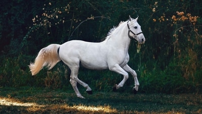 Year of the Horse Year of the Horse