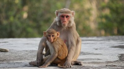 గ్రామంలో కోతుల సమస్య