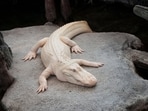 Claude the albino alligator has passed away at 30.
