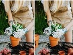 Hydrogen peroxide: Oxygen boost for roots, pest control, and seed germination.(Pexels)