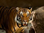 Exploring Jim Corbett: Spotting tigers, elephants and leopards across diverse viewing zones. Book early!(Unsplash)