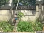 Brazilian teen killed  after climbing into lion enclosure at zoo. 