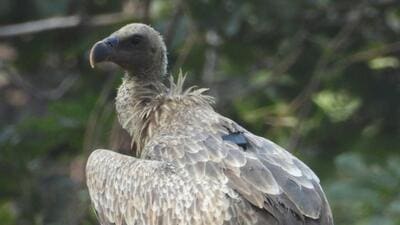 Survival of two endangered vultures raised in captivity spur hopes on conservation Survival of two endangered vultures raised in captivity spur hopes on conservation