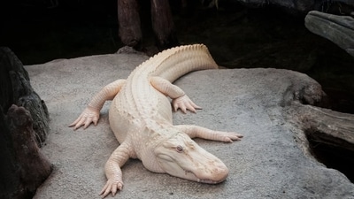 Claude the albino alligator has passed away at 30. (Instagram/ Cal Academy) Claude the albino alligator has passed away at 30. (Instagram/ Cal Academy)