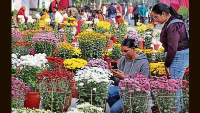 Visitors at Chrysanthemum Show orgainsed by Punjab Agricultural University in Ludhiana on Tuesday. (Gurpreet Singh/HT) Visitors at Chrysanthemum Show orgainsed by Punjab Agricultural University in Ludhiana on Tuesday. (Gurpreet Singh/HT)