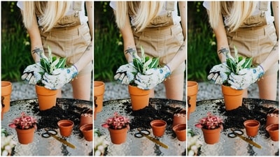 Hydrogen peroxide: Oxygen boost for roots, pest control, and seed germination. (Pexels) Hydrogen peroxide: Oxygen boost for roots, pest control, and seed germination. (Pexels)