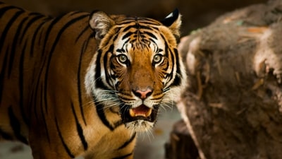 Exploring Jim Corbett: Spotting tigers, elephants and leopards across diverse viewing zones. Book early! (Unsplash) Exploring Jim Corbett: Spotting tigers, elephants and leopards across diverse viewing zones. Book early! (Unsplash)