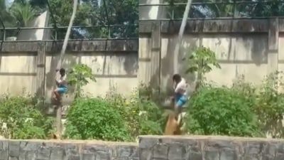 Brazilian teen killed after climbing into lion enclosure at zoo. Brazilian teen killed after climbing into lion enclosure at zoo.