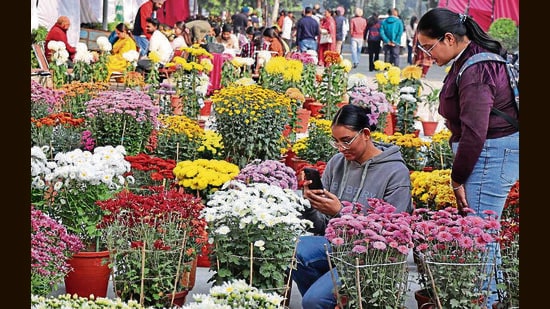Visitors at Chrysanthemum Show orgainsed by Punjab Agricultural University in Ludhiana on Tuesday. (Gurpreet Singh/HT)