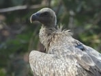 Survival of two endangered vultures raised in captivity spur hopes on conservation Survival of two endangered vultures raised in captivity spur hopes on conservation