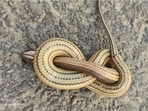 Rainbow Water Snake (Enhydris enhydris) (Sourced) Rainbow Water Snake (Enhydris enhydris) (Sourced)