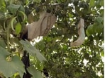 A video that shows soiled diapers hanging from a tree has sparked outrage online A video that shows soiled diapers hanging from a tree has sparked outrage online