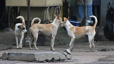 Both men were separated after people intervened in the fight. As per the report, the police are investigating the matter. (Representational Image) Both men were separated after people intervened in the fight. As per the report, the police are investigating the matter. (Representational Image)