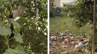 A video that shows soiled diapers hanging from a tree has sparked outrage online (Instagram/@shwetakataria_) A video that shows soiled diapers hanging from a tree has sparked outrage online (Instagram/@shwetakataria_)