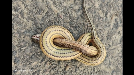 Rainbow Water Snake (Enhydris enhydris) (Sourced)