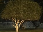 The tree is short, its disproportionately vaster foliage hanging upon the stumpy trunk like a halo. (HT Photo) The tree is short, its disproportionately vaster foliage hanging upon the stumpy trunk like a halo. (HT Photo)