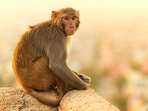 కోతుల సమస్యపై లోక్‌సభలో చర్చ