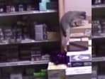 In the footage, the raccoon is seen slumped near a rubbish bin and a toilet. In the footage, the raccoon is seen slumped near a rubbish bin and a toilet.