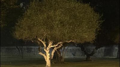 The tree is short, its disproportionately vaster foliage hanging upon the stumpy trunk like a halo. (HT Photo) The tree is short, its disproportionately vaster foliage hanging upon the stumpy trunk like a halo. (HT Photo)