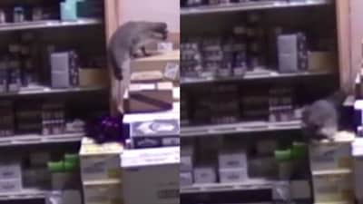 In the footage, the raccoon is seen slumped near a rubbish bin and a toilet. (X) In the footage, the raccoon is seen slumped near a rubbish bin and a toilet. (X)