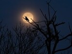 FILE - A supermoon, the last full moon of the year, rises in the sky as seen from Istanbul, Turkey, Dec. 4, 2025. (AP Photo/Emrah Gurel, File)
