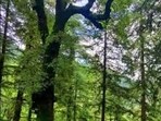 The UP government is focusing on increasing green cover in urban areas to 33 percent. (For Representation) The UP government is focusing on increasing green cover in urban areas to 33 percent. (For Representation)