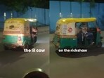 A foreigner filmed a calf  riding in an auto rickshaw, and the unusual scene amused social media users.