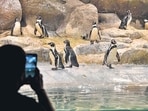 The Byculla zoo also known as the Veermaa Jijabai Bhonsale Udyan (VJBU) is set to upgrade its ‘exotic zone’ with the Brihanmumbai Municipal Corporation (BMC) issuing tenders for a new facility. (Photo by Anshuman Poyrekar/Hindustan Times) (Anshuman Poyrekar/HT PHOTO) The Byculla zoo also known as the Veermaa Jijabai Bhonsale Udyan (VJBU) is set to upgrade its ‘exotic zone’ with the Brihanmumbai Municipal Corporation (BMC) issuing tenders for a new facility. (Photo by Anshuman Poyrekar/Hindustan Times) (Anshuman Poyrekar/HT PHOTO)