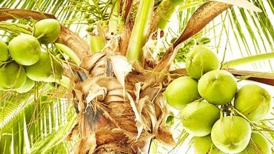 కోనసీమ కొబ్బరి కోనసీమ కొబ్బరి
