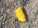 The Border Security Force (BSF) shot down three Pakistani drones and recovered over 2 kg heroin in the past 24 hours along the Pakistan border in Punjab. The Border Security Force (BSF) shot down three Pakistani drones and recovered over 2 kg heroin in the past 24 hours along the Pakistan border in Punjab.
