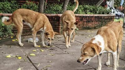 Animal rights activists have raised concerns over the sterilisation and vaccination drives. (PTI) Animal rights activists have raised concerns over the sterilisation and vaccination drives. (PTI)
