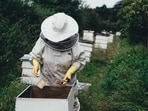 What is Lanternfly honey?(Unsplash)