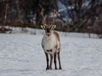 Reindeer flees Merseyside event, found hours later(Representative image/Unsplash)