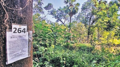 The plan to axe around 740 trees in exchange for a world-class mental health facility in Thane has taken a political turn, with the local arm of the Nationalist Congress Party (SP) opposing the move. ( Praful Gangurde / HT Photo) (PRAFUL GANGURDE) The plan to axe around 740 trees in exchange for a world-class mental health facility in Thane has taken a political turn, with the local arm of the Nationalist Congress Party (SP) opposing the move. ( Praful Gangurde / HT Photo) (PRAFUL GANGURDE)