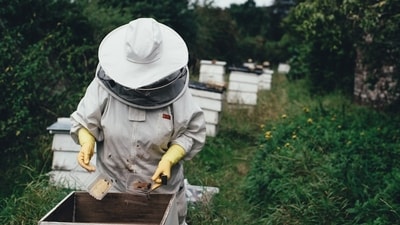 What is Lanternfly honey? (Unsplash) What is Lanternfly honey? (Unsplash)