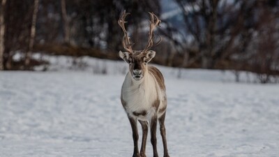 Reindeer flees Merseyside event, found hours later (Representative image/Unsplash) Reindeer flees Merseyside event, found hours later (Representative image/Unsplash)
