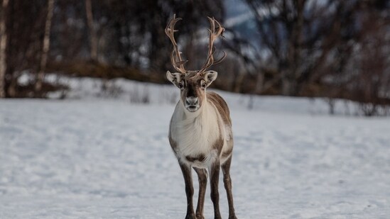 Reindeer flees Merseyside event, found hours later (Representative image/Unsplash)