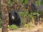 A free-ranging female Himalayan black bear repeatedly involved in human-wildlife conflict has been captured and safely rehabilitated in the state. (Representational image)