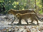 A leopard was caught from Jaipur’s Malviya National Institute of Technology on Tuesday. (File/Representative)