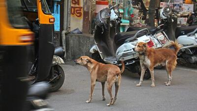 Action on stray dog management has begun across Maharashtra in line with Supreme Court directives, Minister of State for Urban Development Madhuri Misal said on Tuesday. ((PIC FOR REPRESENTATION))