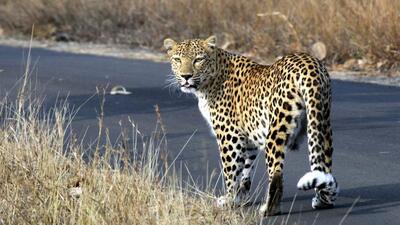 Nagpur: A leopard spotted during a media tour at the Balasaheb Thackeray Gorewada International Zoological Park on the occasion of the 50th anniversary of Forest Development Corporation of Maharashtra (FDCM), in Nagpur district, Friday, Feb. 16, 2024. (PTI Photo) (PTI02_16_2024_000358A) (PTI)