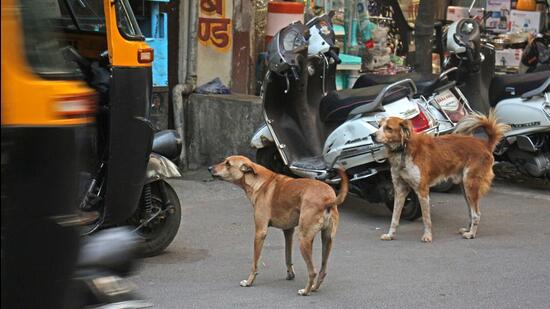 Action on stray dog management has begun across Maharashtra in line with Supreme Court directives, Minister of State for Urban Development Madhuri Misal said on Tuesday. ((PIC FOR REPRESENTATION))