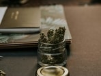 What is ‘scromiting’? All about painful condition linked to heavy cannabis use What is ‘scromiting’? All about painful condition linked to heavy cannabis use