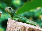 Reptile colour change explained, from camouflage to climate