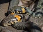 7 strange things snakes do during winter brumation(Pixabay)