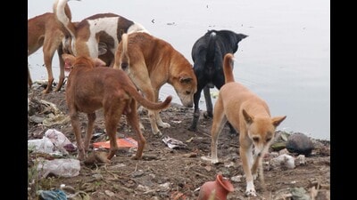Following the Supreme Court (SC) order, the state government on November 24, 2025, ordered local bodies to immediately capture, sterilise and vaccinate stray dogs found near sensitive public locations such as educational institutions, public and private hospitals, sports complexes, bus depots, interstate bus terminals, and railway stations. (REPRESENTATIVE PHOTO) Following the Supreme Court (SC) order, the state government on November 24, 2025, ordered local bodies to immediately capture, sterilise and vaccinate stray dogs found near sensitive public locations such as educational institutions, public and private hospitals, sports complexes, bus depots, interstate bus terminals, and railway stations. (REPRESENTATIVE PHOTO)