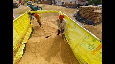 India exported over 2,74,213 tonnes of basmati rice worth $337.1 million to the US in 2024-25. Also in the same period, India exported around 61,341.5 MT of non-basmati rice, valued at $54.64 million. (PTI File) India exported over 2,74,213 tonnes of basmati rice worth $337.1 million to the US in 2024-25. Also in the same period, India exported around 61,341.5 MT of non-basmati rice, valued at $54.64 million. (PTI File)