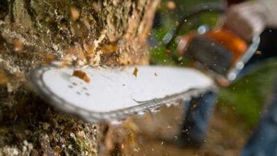 Lumberjack using chainsaw while cutting tree in forest. (Getty Images/iStockphoto)